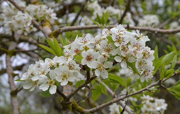 Photo de fleurs sauvages de poire en fleurs