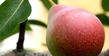 Variété tardive de poire photo