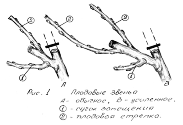 Photo de diagramme de lien de fruit