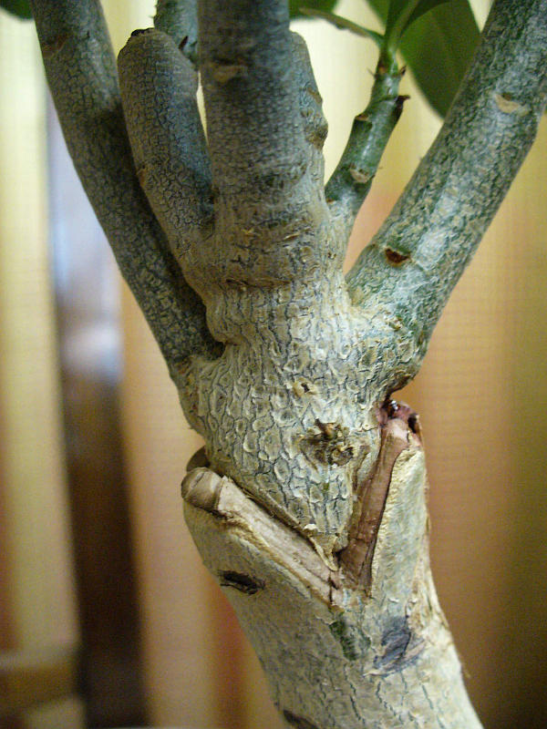 Abricot greffé sur une photo de prune