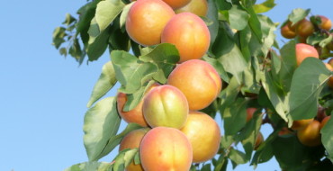 fruits de la shalah