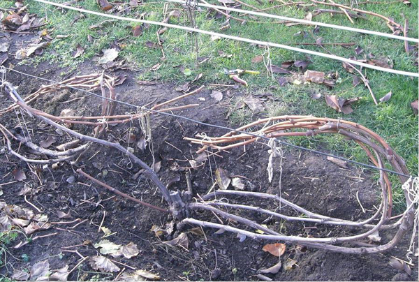 Photo de formation d'éventails