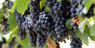 Photo de raisins précoces