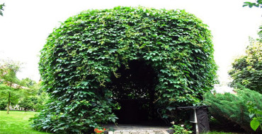 beaux raisins de fille de lierre