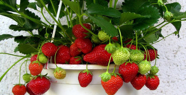 fraises dans un pot