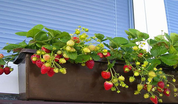 faire pousser des fraises sur le balcon