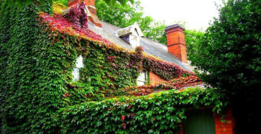 raisins vierges envahis