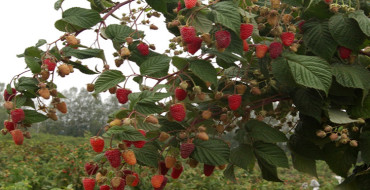 reproduction framboise photo
