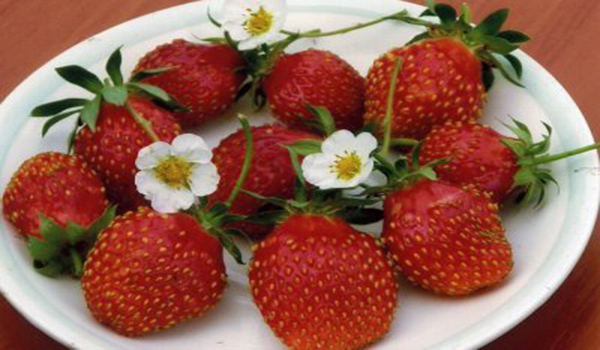 composition de fraises sur une soucoupe