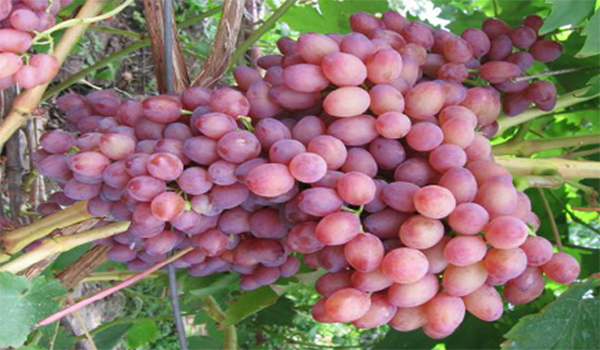 cépage hybride de raisin sec