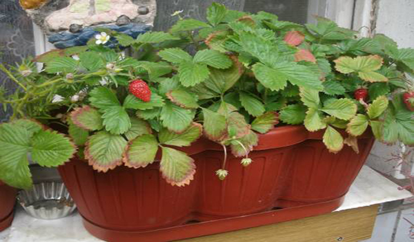 triple pot de fraises