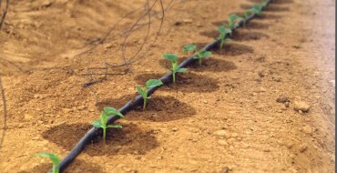 Un lit de concombres sous irrigation goutte à goutte