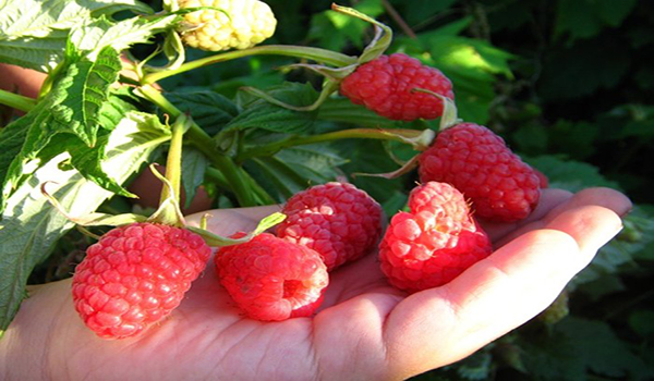framboises
