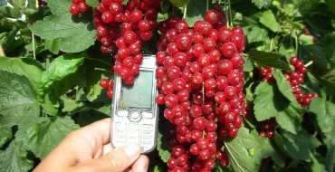 Pinceaux à groseilles Rovada