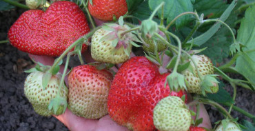 Fraise Chamora-Turusi