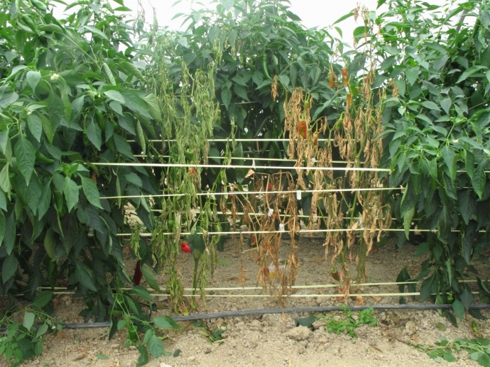 Poivrier touché par la phytoplasmose