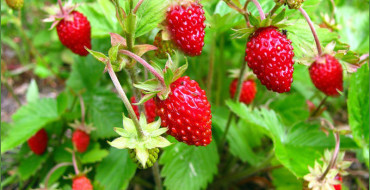 Espèce à petits fruits Baron Solemacher