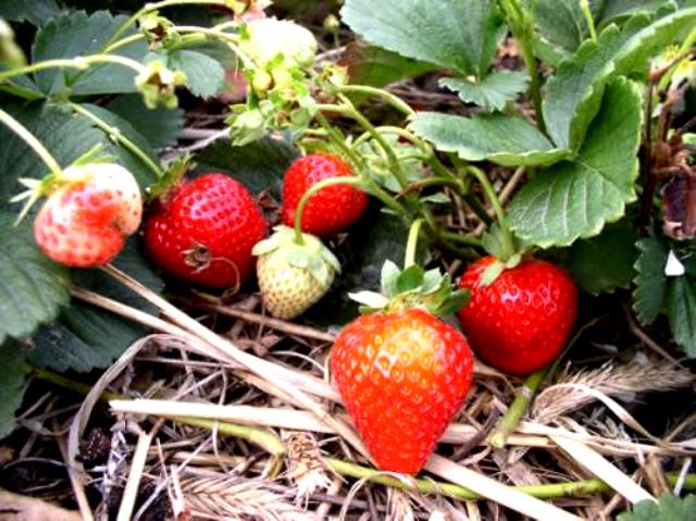 Paillage du sol près de la brousse Zenga-Zenga