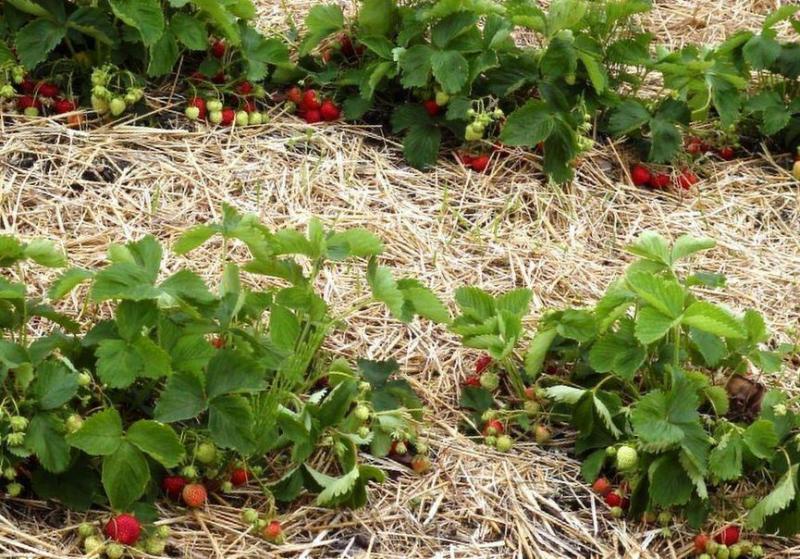 Renouvellement du paillis après l'alimentation printanière des fraises