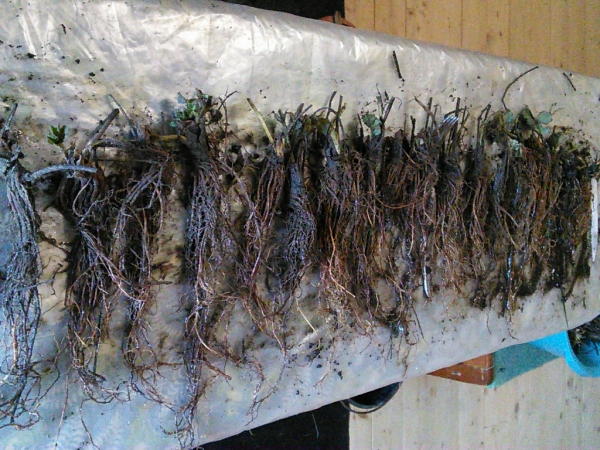 Semis de fraises Frigo