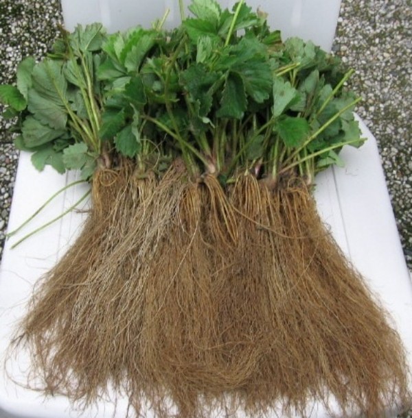 Semis de fraises Frigo