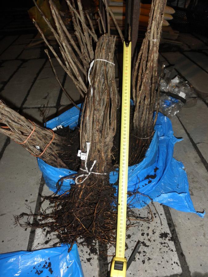 Les plants de variétés de groseilles rouges Rovada