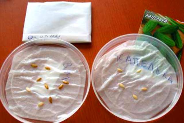 Graines de concombre pour semis