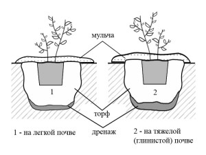 Schéma de plantation de myrtilles sur différents sols