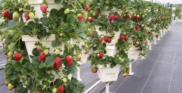 Lits verticaux pour fraises