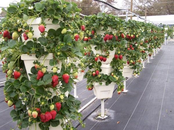 Lits verticaux pour fraises