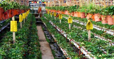 Cultiver des fraises toute l'année grâce à la technologie néerlandaise