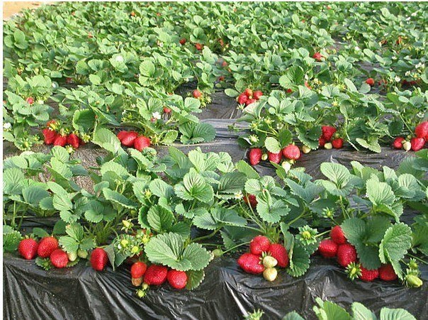 Parterres de fraises sur agrofibre