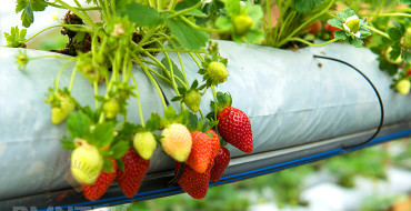 Cultiver des fraises en sacs