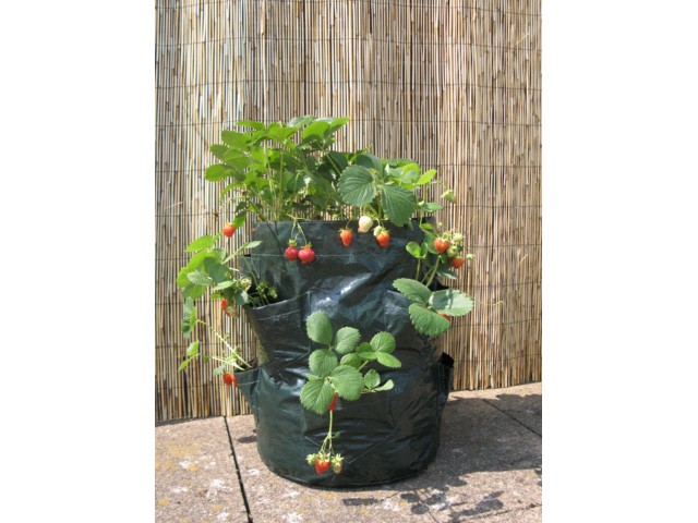 Cultiver des fraises en sacs