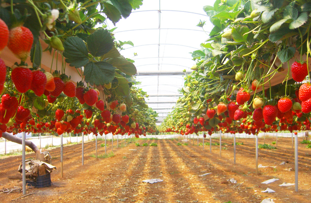Cultiver des fraises en serre