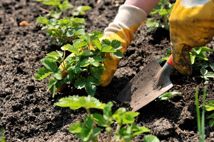 Planter des plants de fraises dans un sol préparé