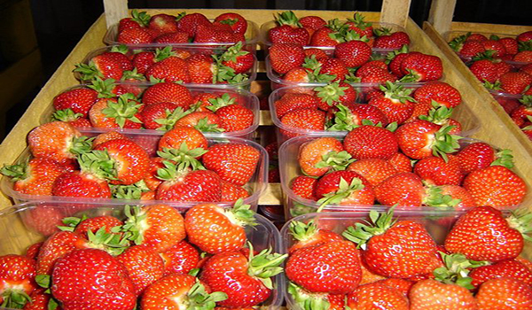fraises récoltées