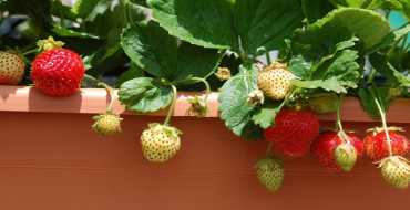 faire pousser des fraises sur le balcon