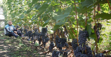 variété photo polyvalente précoce