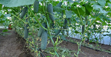 orugtsy poussant en plein champ