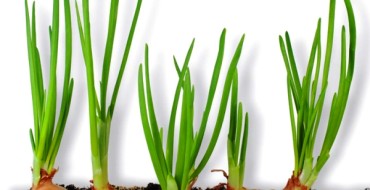 Cultiver des oignons à la maison