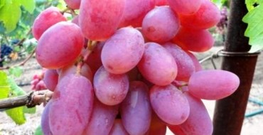 variété hybride Victor