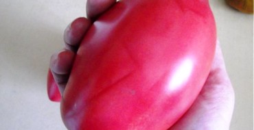 variété de tomate rose