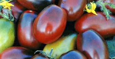 Tomate des landes noires