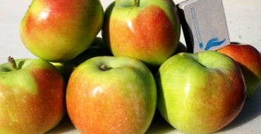 Variétés de pommiers Sinap Orlovsky