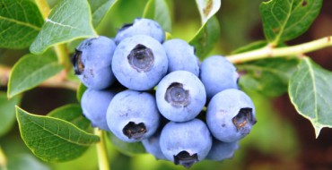 A quoi ressemblent les myrtilles ?