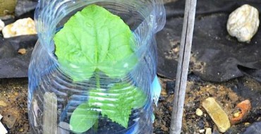 Une façon inhabituelle de cultiver des légumes