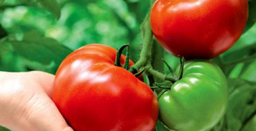 Tomate rouge à la main