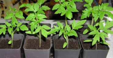 Photo de plants de tomates (tomate)