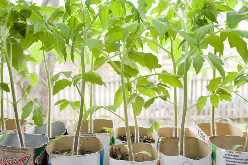 Photo de plants de tomates, prêts à être plantés